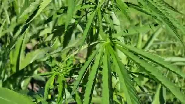 Foglie Cannabis Sativa Sfondo Verde Foglie Marijuana — Video Stock