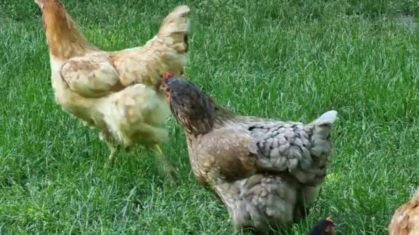 Hühner Auf Grünem Gras Auf Dem Hof Nahaufnahme — Stockvideo