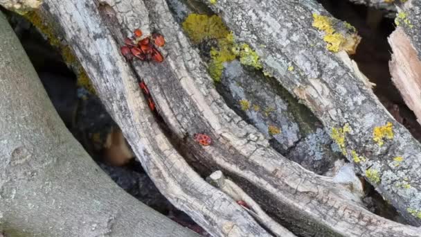Μια Ομάδα Από Κόκκινα Έντομα Έναν Κορμό Δέντρου Στο Δάσος — Αρχείο Βίντεο