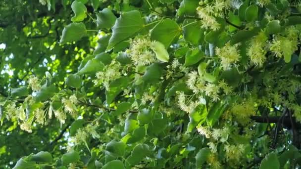 Flowers Linden Blossom Spring Close — Stock Video