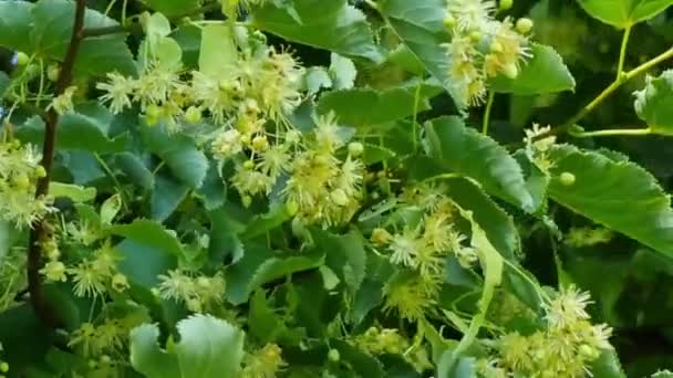 Hársfa Virágok Tavasszal Közelről — Stock videók