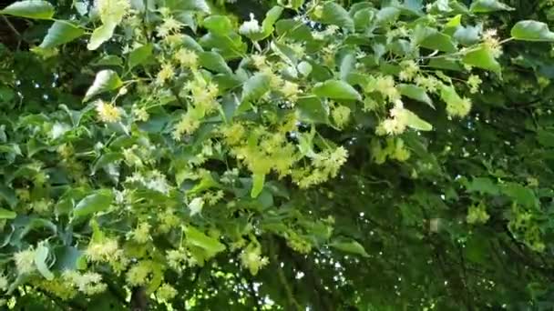 庭にリンデンの花 リンデンは落葉樹です — ストック動画