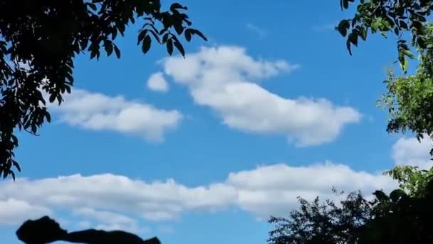 手前の青い空に白い雲と緑の木の葉 — ストック動画