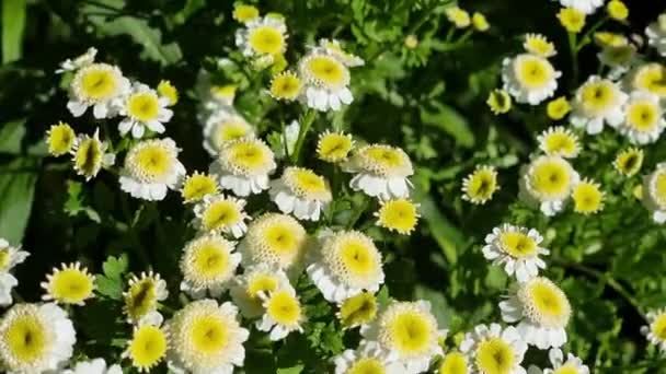 Witte Kamille Bloemen Een Achtergrond Van Groen Gras — Stockvideo