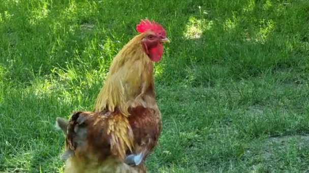私人住宅院子里绿草上的红公鸡 — 图库视频影像