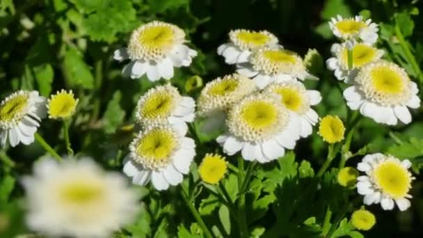Flores Manzanilla Blanca Sobre Fondo Hierba Verde — Vídeos de Stock
