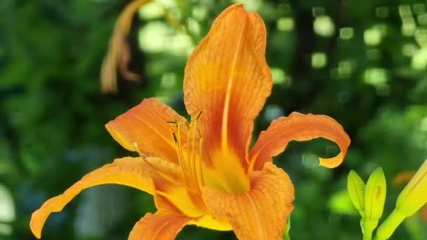 Lys Orange Sur Fond Feuillage Vert Dans Jardin — Video