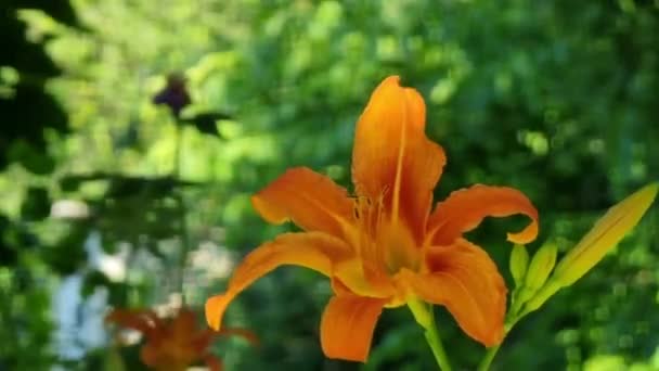 Πορτοκαλί Κρίνο Στον Κήπο Φόντο Πράσινο Φύλλωμα — Αρχείο Βίντεο