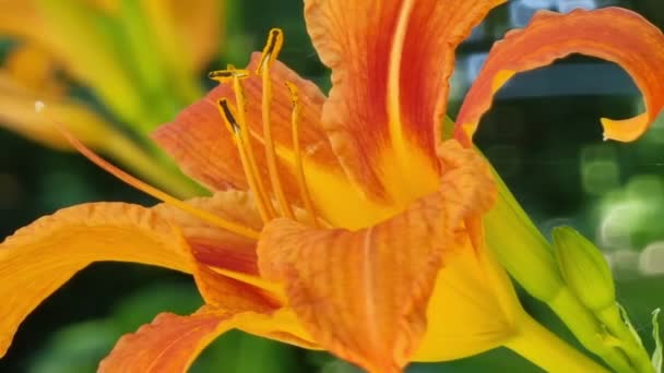 花园绿叶衬托下的橙黄色百合花 — 图库视频影像
