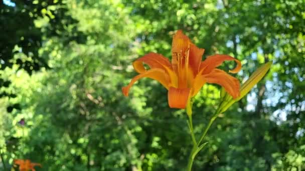 Πορτοκαλί Κρίνο Φόντο Πράσινου Φυλλώματος Στον Κήπο — Αρχείο Βίντεο