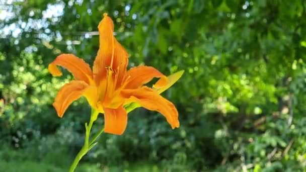 Lys Jour Orange Dans Jardin Par Une Journée Été Ensoleillée — Video