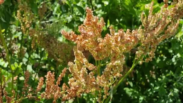 Sorrel Perennial Herb Oblong Leaves Seeds Summer Garden — Stock Video