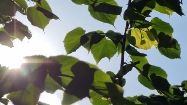 菩提樹の葉から差し込む陽射し — ストック動画