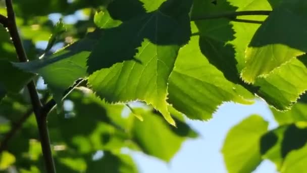 蓝天背景下的绿叶在阳光下 — 图库视频影像