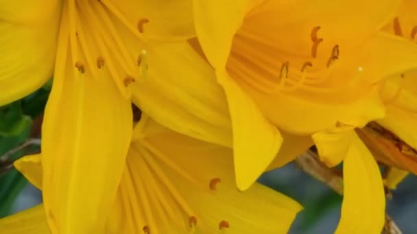 Beautiful Yellow Lily Flower Garden Close — Stock Video