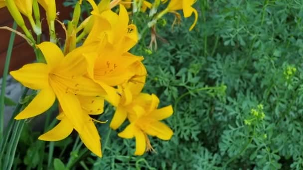 夏の日に庭の美しい黄色のユリの花 — ストック動画