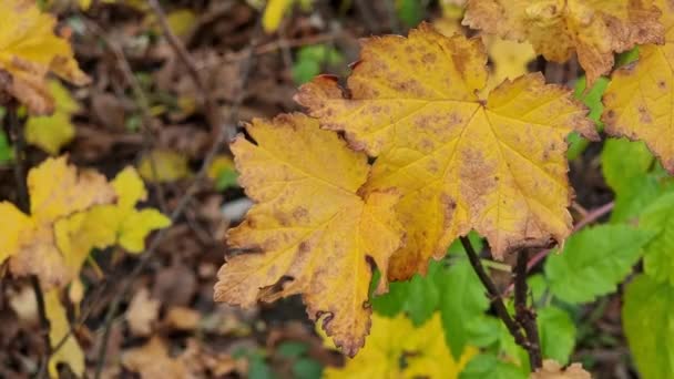 Herbst Gelbe Johannisbeere Blätter Aus Nächster Nähe — Stockvideo