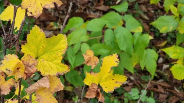 Autumn Leaves Blackcurrant Close Garden Natural Background Selective Focus — Stock Video
