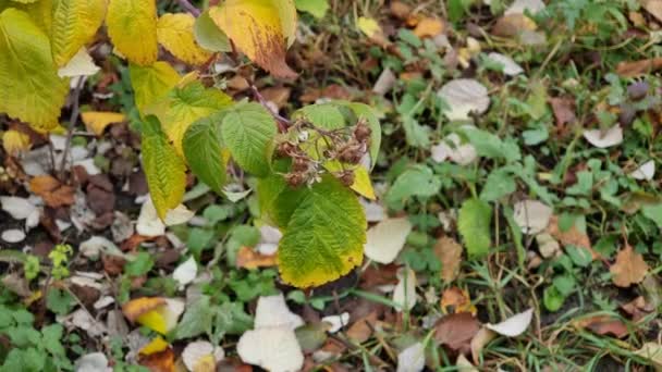 Autumn Leaves Dry Flowers Branch Raspberry Bush Garden Background Yellowed — Stock Video