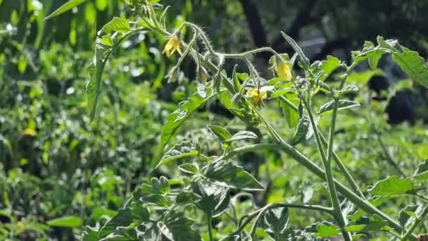 Tomato Plant Yellow Flowers Green Leaves Garden — Stok video