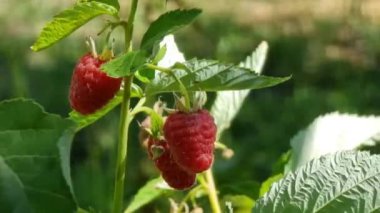 Bahçedeki bir dalda olgun ahududular.