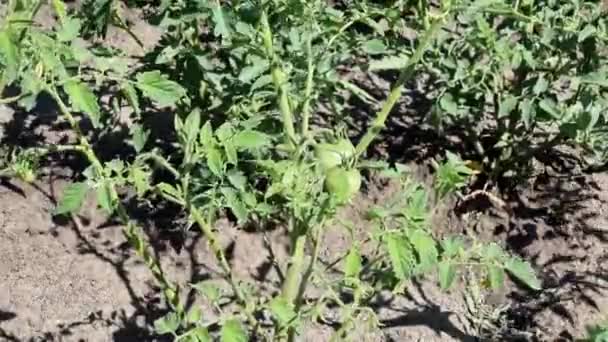 庭で成長している緑のトマト ブッシュの上に成長する緑のトマト — ストック動画