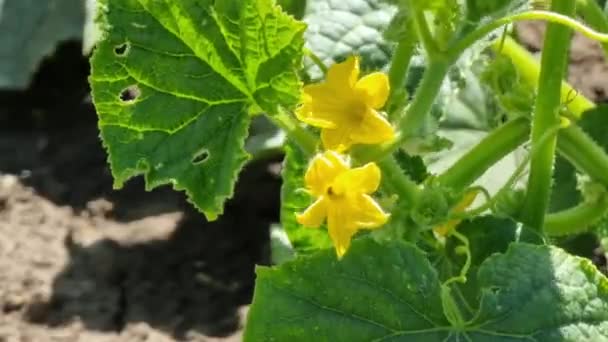 Αγγούρι Κίτρινα Λουλούδια Που Φυτρώνουν Στον Λαχανόκηπο — Αρχείο Βίντεο