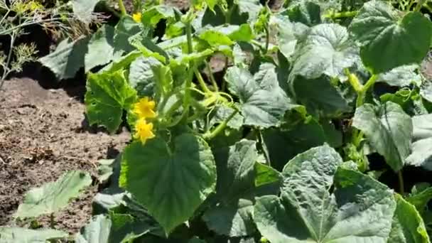 Planta Pepino Con Hojas Verdes Flor Amarilla Jardín — Vídeo de stock