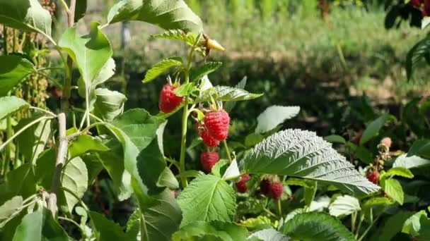 Raspberry Ripening Garden Sunny Summer Day — Stock Video
