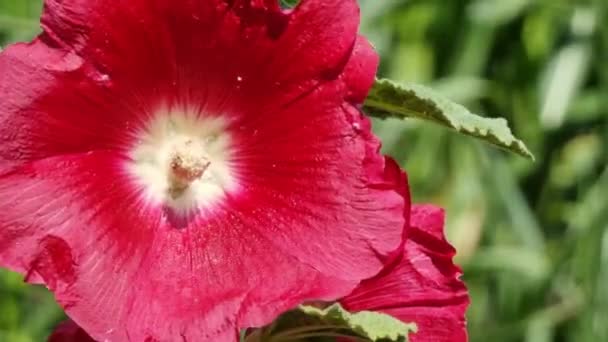 Czerwony Kwiat Hollyhock Ogrodzie Słoneczny Dzień Zbliżenie — Wideo stockowe