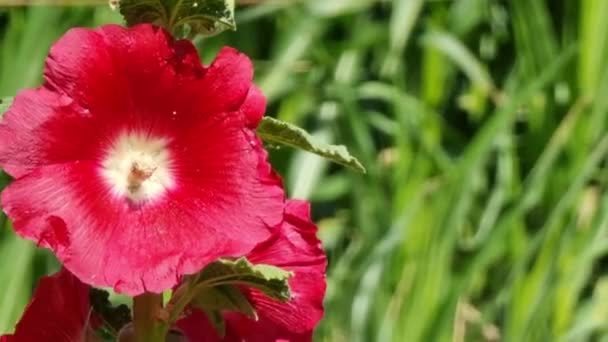 Κόκκινο Λουλούδι Hollyhock Στο Φόντο Του Πράσινου Χόρτου Κοντινό Πλάνο — Αρχείο Βίντεο