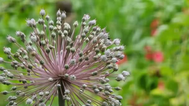 Allium Giganteum Вид Квіткових Рослин Родини Alliaceae — стокове відео