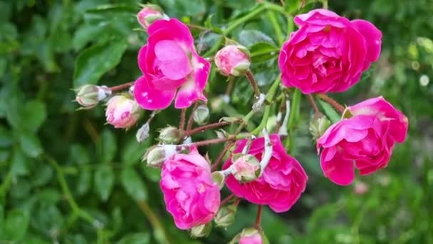 粉红的布什玫瑰上覆盖着粉状的霉菌 花朵上覆盖着白色的涂料 花卉养殖的问题 — 图库视频影像