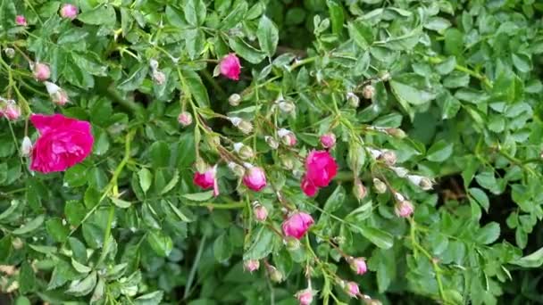 Las Rosas Bush Color Rosa Están Cubiertas Con Moho Polvoriento — Vídeo de stock