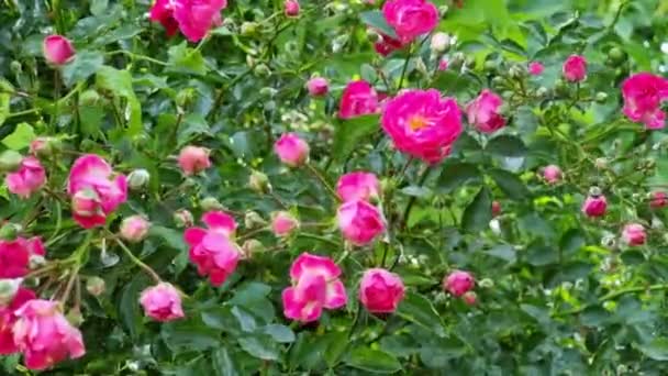 Bushovy Růže Růžové Barvy Jsou Pokryty Práškovou Plísní Bílým Povlakem — Stock video