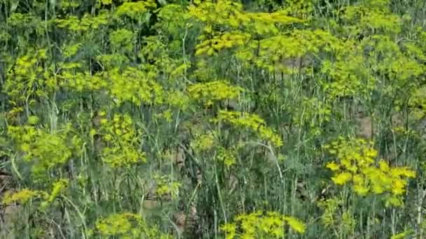 Grön Dill Fältet Närbild Jordbruk Bin Pollinering Små Blommor — Stockvideo
