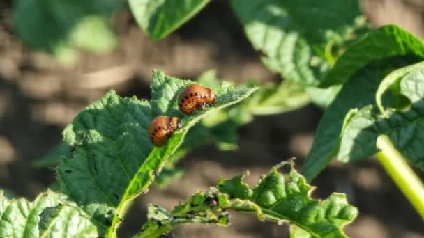 Colorado Patata Escarabajo Come Hojas Patata — Vídeos de Stock
