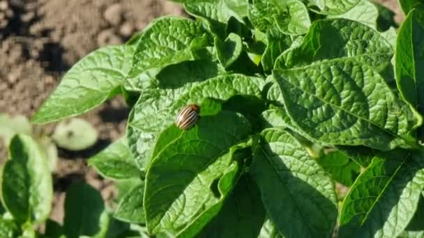 Bahçedeki Patates Bitkilerinin Yapraklarında Patates Böceği — Stok video