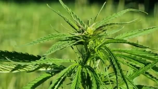 Cannabis Sativa Folhas Fundo Grama Verde — Vídeo de Stock