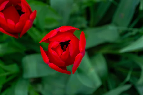 Vörös Tulipán Kertben Háttérben Elmosódott Zöld Levelek Szelektív Fókusz Sekély — Stock Fotó