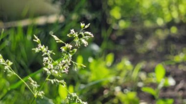 Güneş ışınlarının altındaki çimenler Bokeh ile yeşilliğin bulanık arka planında. Açık yaz güneşli hava. Doğal arkaplan.