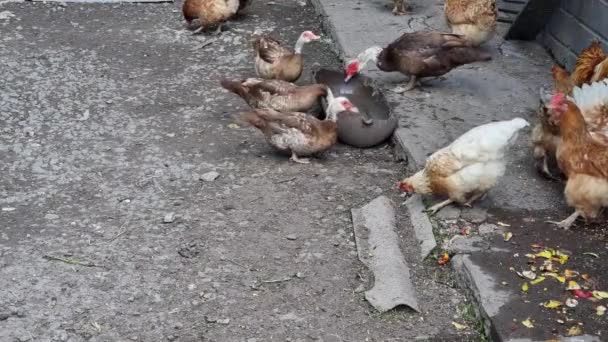 Kycklingar Och Ankor Gården Hushåll Uppfödning Fjäderfä — Stockvideo