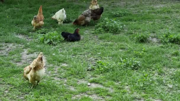 Κατοικίδια Κοτόπουλα Βόσκουν Στο Πράσινο Γρασίδι Στην Πίσω Αυλή Εκτροφή — Αρχείο Βίντεο