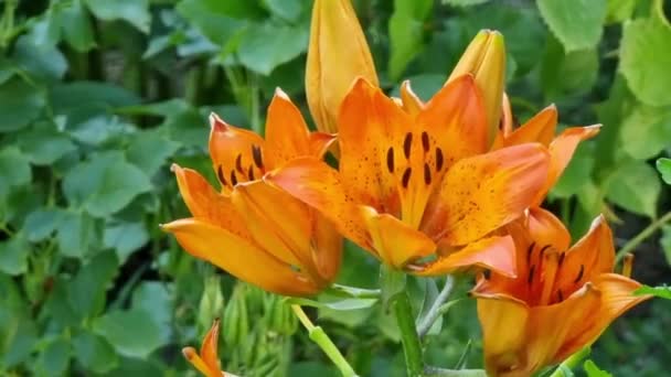 Свежие Оранжевые Цветы Бутоны Лилии Крупным Планом Фоне Зеленых Кустов — стоковое видео