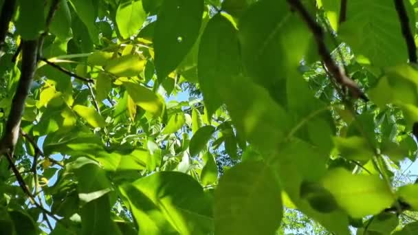 Зелене Листя Горіха Гілках Дерева Світлом Тлі Блакитного Неба Чиста — стокове відео