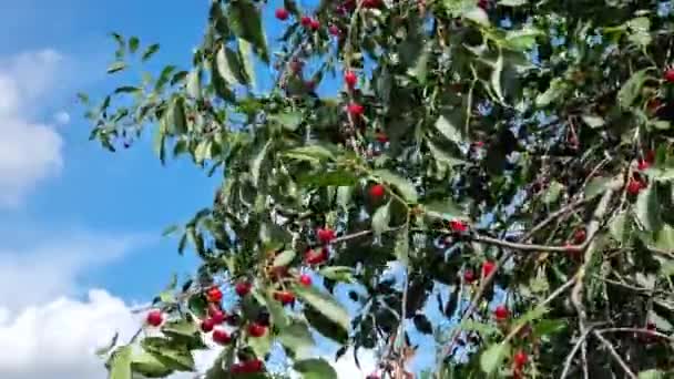 Cerejas Vermelhas Maduras Frescas Galhos Árvore Contra Céu Azul Com — Vídeo de Stock