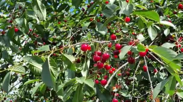 多汁的成熟的樱桃在覆盖着树叶的树枝上 夏日晴天 收获季节 — 图库视频影像