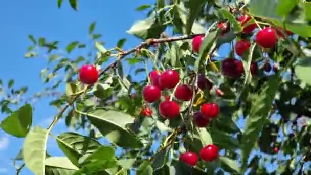 Cerejas Vermelhas Maduras Suculentas Frescas Nos Ramos Finos Uma Árvore — Vídeo de Stock