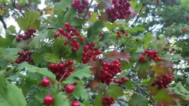 Sulu yaprakların arasında olgunlaşmış kırmızı viburnum meyveleri..