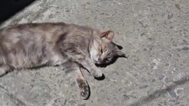 Gri kedi asfaltta yatıyor. Kedi güneşlenmesi ve güneşin altında güneşlenmesi. Yakın plan..